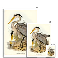 Heron (Great Grey) Vintage Bird Art Print - Unframed