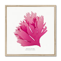 Beautiful Fan Weed No 1 Seaweed Print |Pressed Seaweed Art - Framed