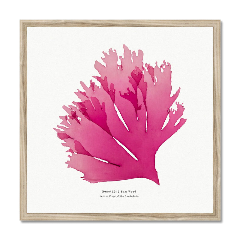 Beautiful Fan Weed No 1 Seaweed Print |Pressed Seaweed Art - Framed