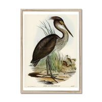Great Billed Heron  Vintage Bird Art Print - Framed