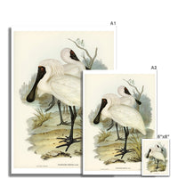 Spoonbill (Royal) Vintage Bird Art Print - Unframed
