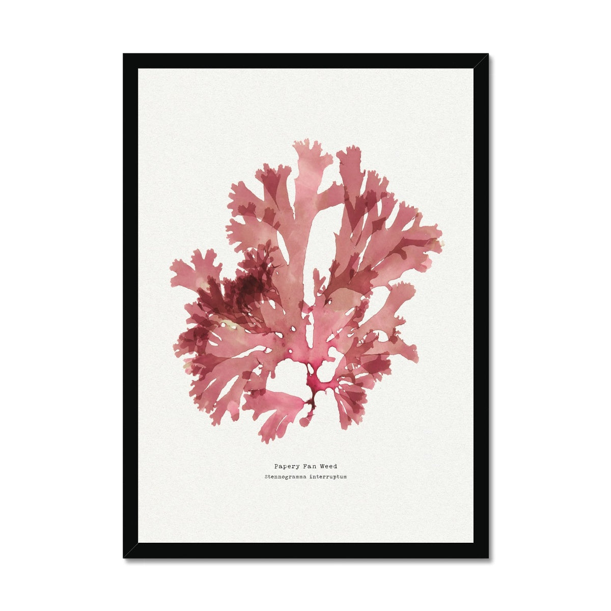 Set of Three Pressed Seaweed Prints - Framed