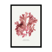 Set of Three Pressed Seaweed Prints - Framed