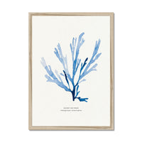 Seaweed art print - A framed print of a blue papery fan weed, with a white background and a black frame.