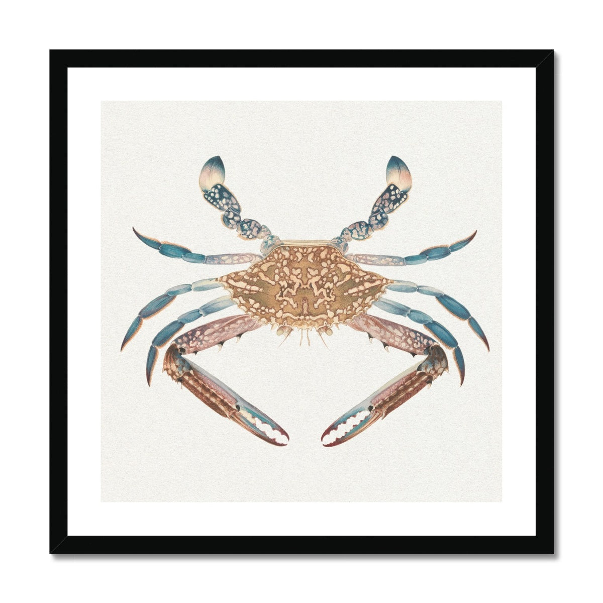 Vintage Crab Painting | Shellfish Wall Art Print - Framed