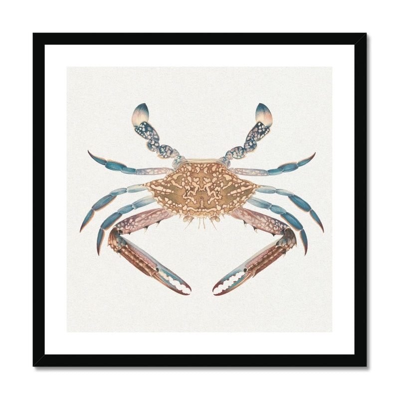 Vintage Crab Painting | Shellfish Wall Art Print - Framed
