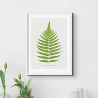 beautifully framed piece of botanical art featuring a print of the Acrostichum Crispatulum fern.