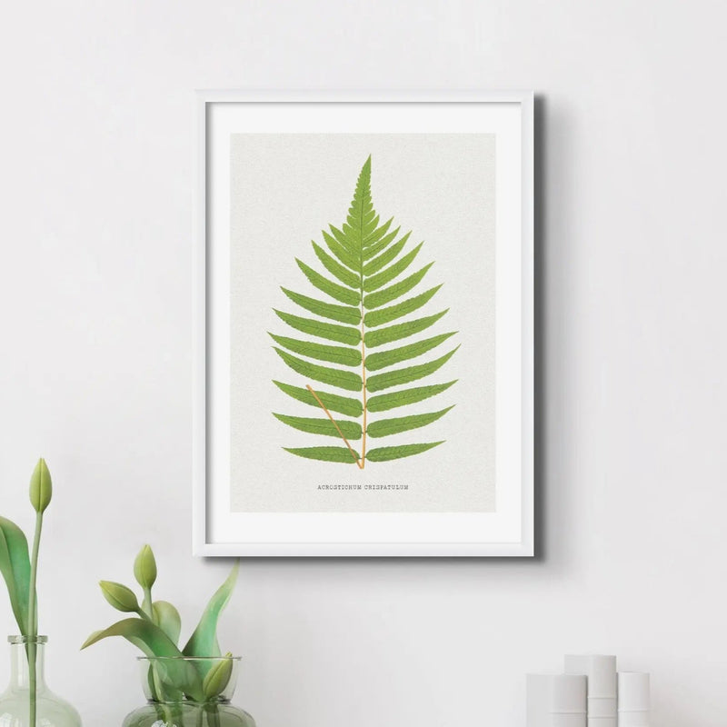beautifully framed piece of botanical art featuring a print of the Acrostichum Crispatulum fern.