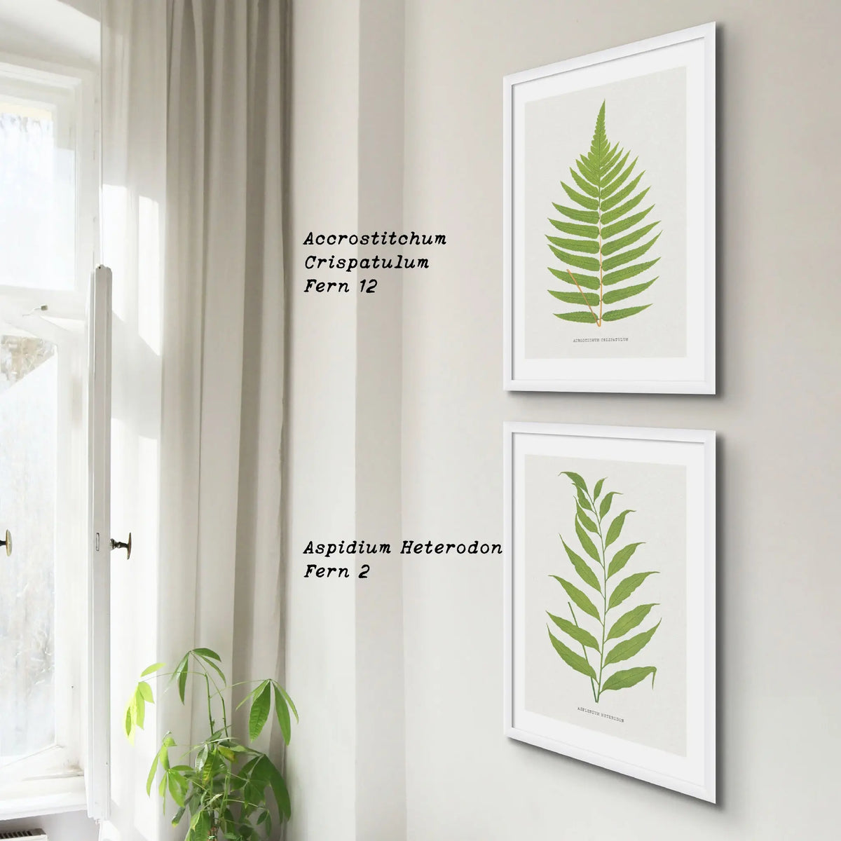 Acrostichum Crispatulum | Fern Print | Botanical Art - Framed