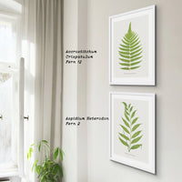 Acrostichum Crispatulum | Fern Print | Botanical Art - Framed