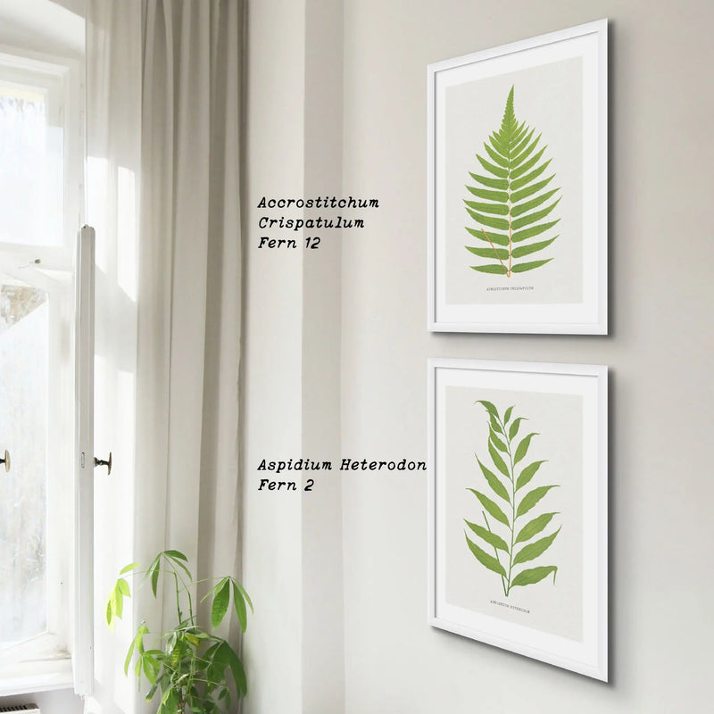 Acrostichum Crispatulum | Fern Print | Botanical Art - Framed