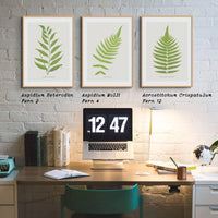 Acrostichum Crispatulum | Fern Print | Botanical Art - Framed