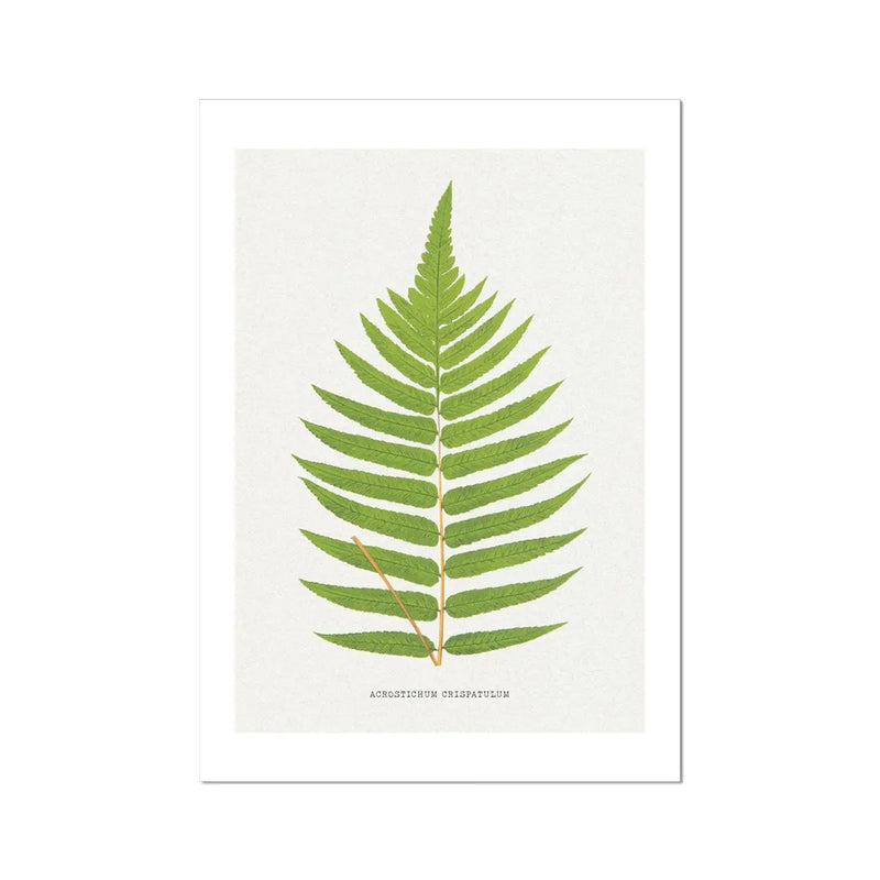 Acrostichum Crispatulum | Fern Prints | Botanical Wall Art - Unframed Art 