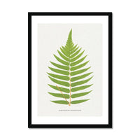 Acrostichum Crispatulum | Fern Print | Botanical Art - Framed