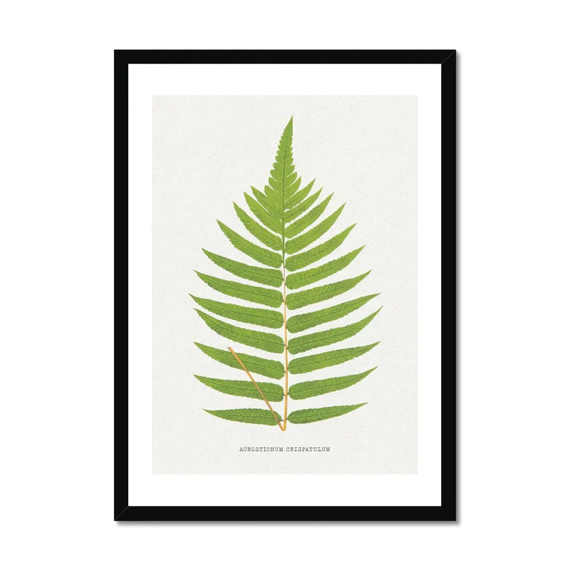 Acrostichum Crispatulum | Fern Print | Botanical Art - Framed