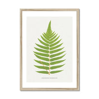 Acrostichum Crispatulum | Fern Print | Botanical Art - Framed