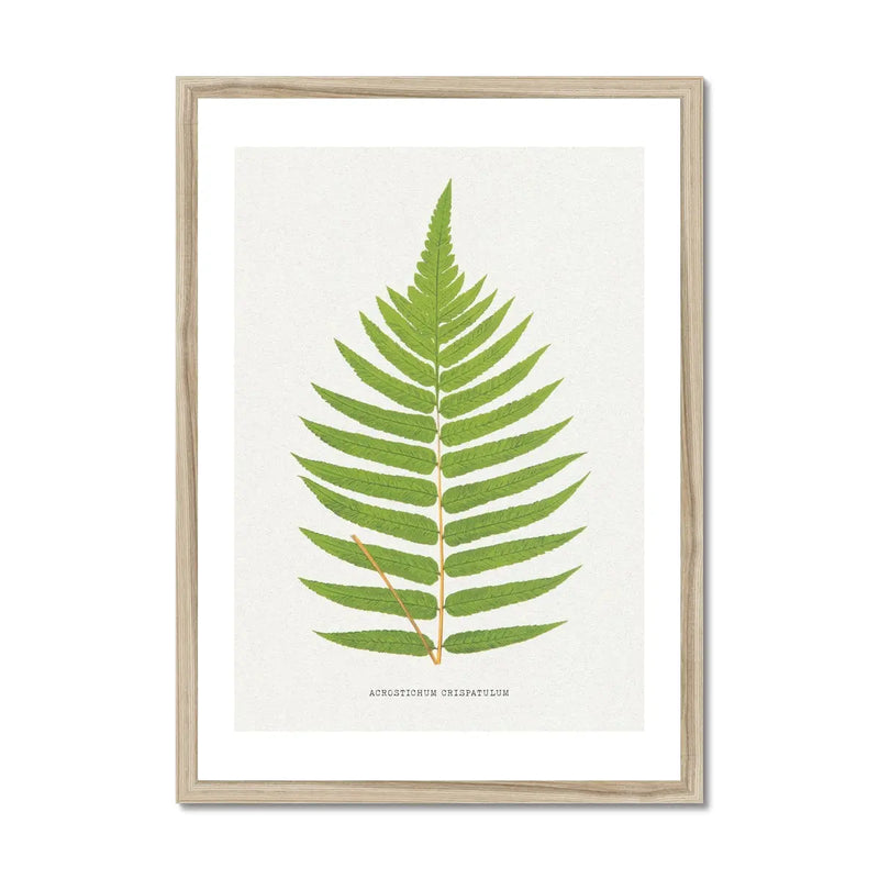 Acrostichum Crispatulum | Fern Print | Botanical Art - Framed