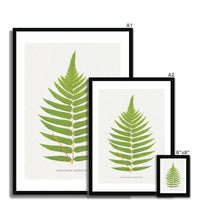 Acrostichum Crispatulum | Fern Print | Botanical Art - Framed