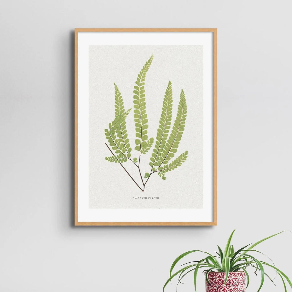 Adiantum Fulvum | Fern Print | Botanical Art Print - Framed Wall Art