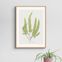 Adiantum Fulvum | Fern Print | Botanical Art Print - Framed Wall Art