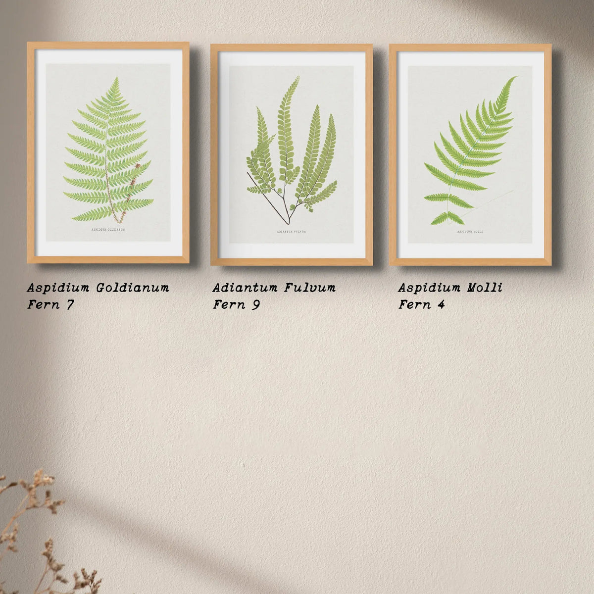 Adiantum Fulvum | Fern Print | Botanical Art Print - Framed Wall Art