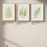 Adiantum Fulvum | Fern Print | Botanical Art Print - Framed Wall Art