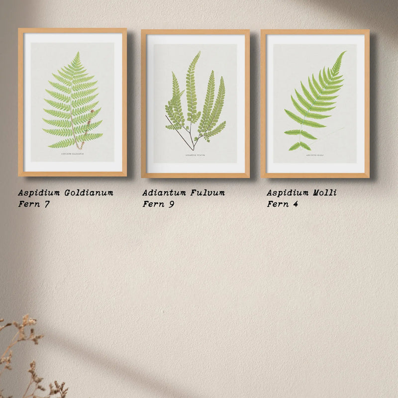 Adiantum Fulvum | Fern Print | Botanical Art Print - Framed Wall Art