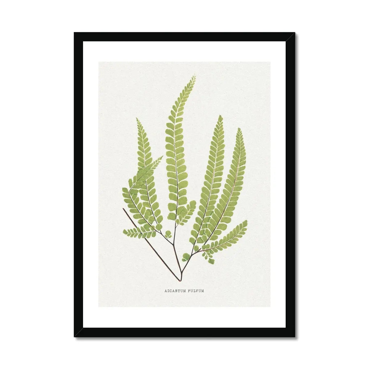 Adiantum Fulvum | Fern Print | Botanical Art Print - Framed Wall Art