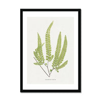 Adiantum Fulvum | Fern Print | Botanical Art Print - Framed Wall Art