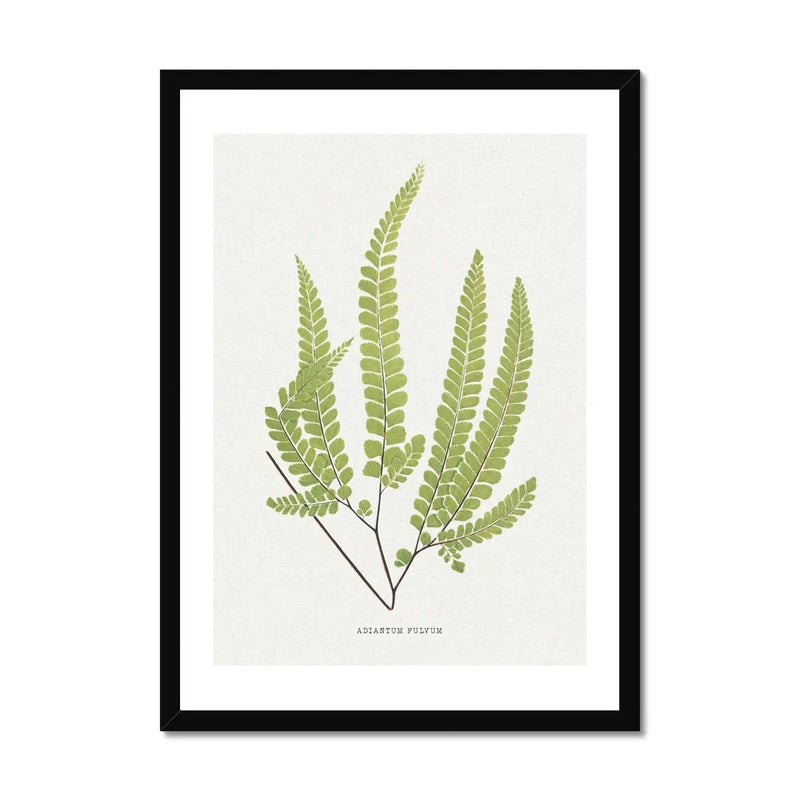 Adiantum Fulvum | Fern Print | Botanical Art Print - Framed Wall Art
