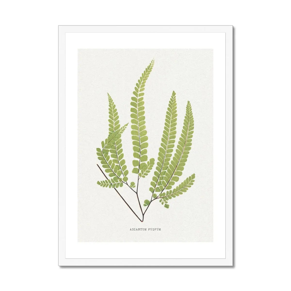 Adiantum Fulvum | Fern Print | Botanical Art Print - Framed Wall Art