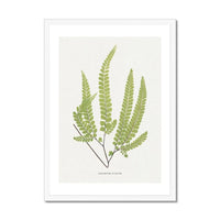 Adiantum Fulvum | Fern Print | Botanical Art Print - Framed Wall Art