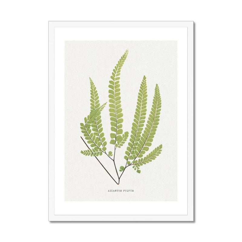 Adiantum Fulvum | Fern Print | Botanical Art Print - Framed Wall Art