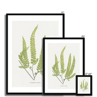 Adiantum Fulvum | Fern Print | Botanical Art Print - Framed Wall Art