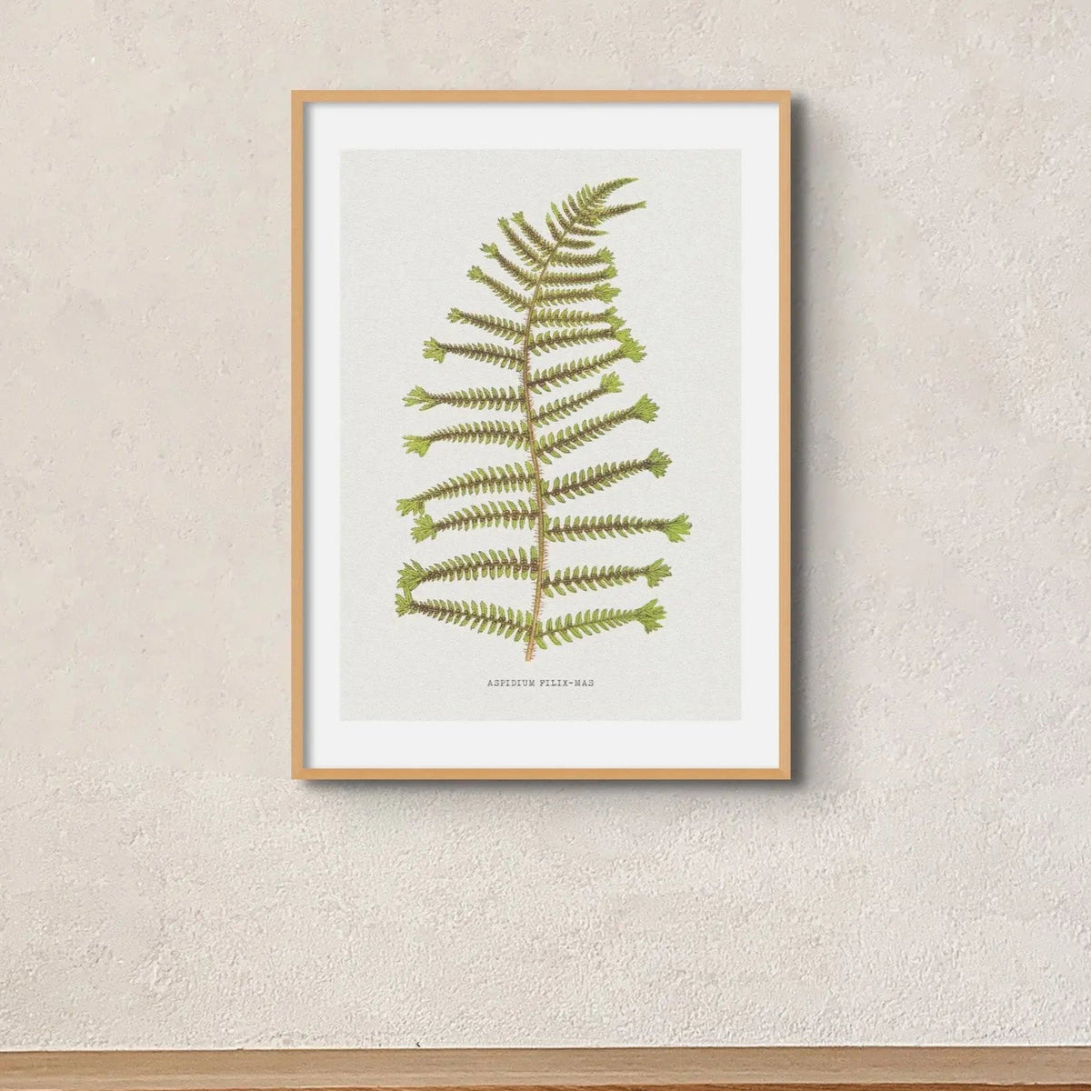 Aspidium Filix-mas | Fern Print Wall Art Print | Botanical Art - Framed