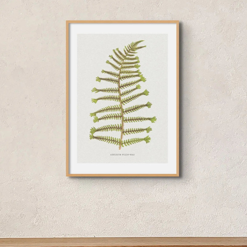 Aspidium Filix-mas | Fern Print Wall Art Print | Botanical Art - Framed