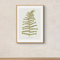 Aspidium Filix-mas | Fern Print Wall Art Print | Botanical Art - Framed