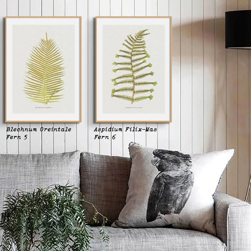 Aspidium Filix-mas | Fern Print Wall Art Print | Botanical Art - Framed