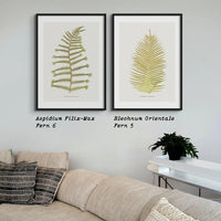 Aspidium Filix-mas | Fern Print Wall Art Print | Botanical Art - Framed