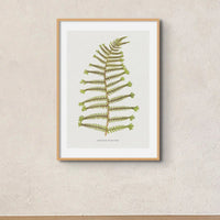 Aspidium Filix-mas | Fern Wall Art Print | Botanical Art - Unframed