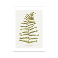 Aspidium Filix-mas | Fern Wall Art Print | Botanical Art - Unframed
