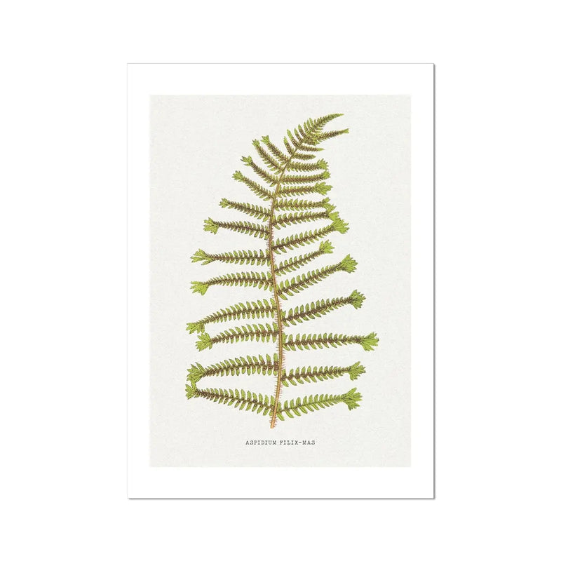 Aspidium Filix-mas | Fern Wall Art Print | Botanical Art - Unframed