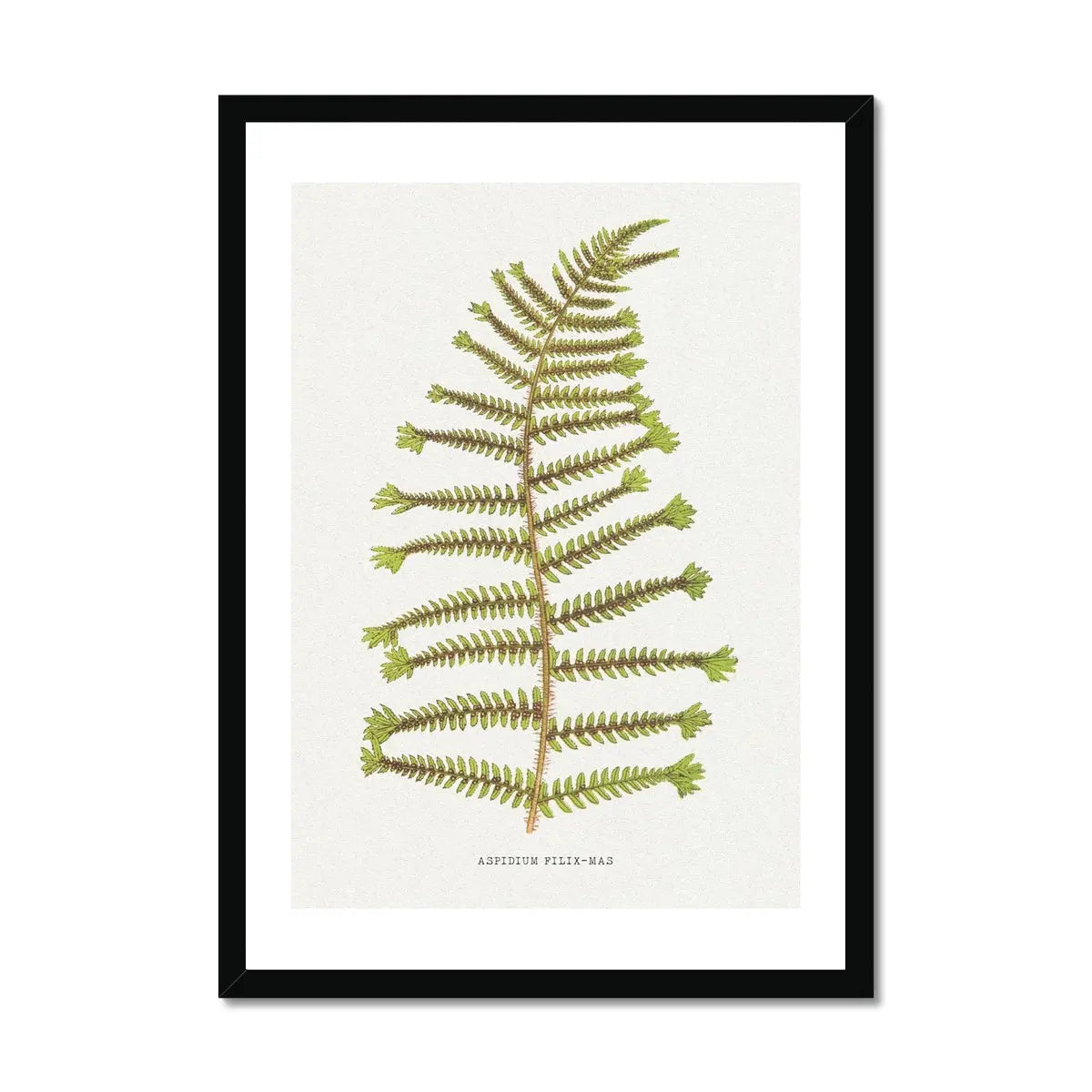 Aspidium Filix-mas | Fern Print Wall Art Print | Botanical Art - Framed