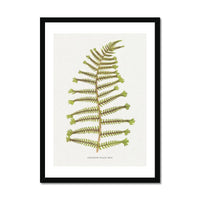 Aspidium Filix-mas | Fern Print Wall Art Print | Botanical Art - Framed