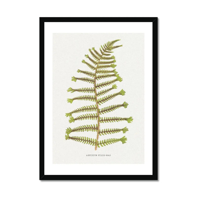 Aspidium Filix-mas | Fern Print Wall Art Print | Botanical Art - Framed