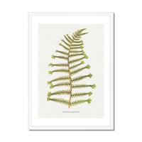 Aspidium Filix-mas | Fern Print Wall Art Print | Botanical Art - Framed