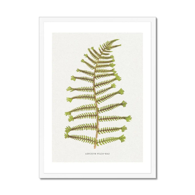 Aspidium Filix-mas | Fern Print Wall Art Print | Botanical Art - Framed