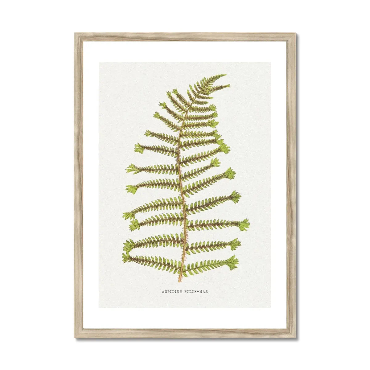Aspidium Filix-mas | Fern Print Wall Art Print | Botanical Art - Framed