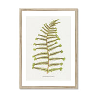 Aspidium Filix-mas | Fern Print Wall Art Print | Botanical Art - Framed
