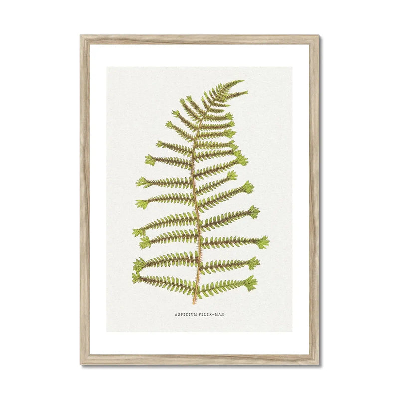 Aspidium Filix-mas | Fern Print Wall Art Print | Botanical Art - Framed